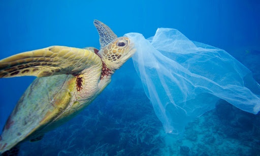 Camilla of Bourbon Foundation - La pollution plastique dans les îles